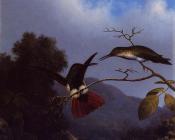 Black-Throated Mango - 马丁·约翰逊·赫德